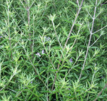 vignette Westringia Fruticosa