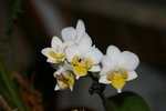 vignette Phalaenopsis nain blanc et jaune