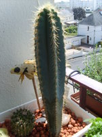 vignette cactus