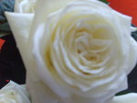 vignette rose blanche