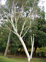 vignette Eucalyptus Niphophila
