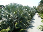vignette 17 palmier Bismarckia nobilis