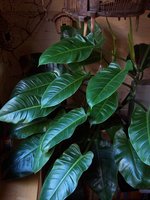 vignette philodendron 'imperial green'