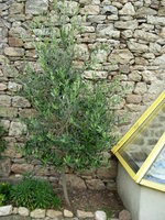 vignette olivier