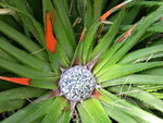 vignette fascicularia bicolore