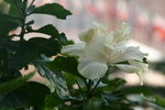 vignette hibiscus rosa sinensis blanc double