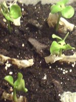 vignette germination apres 2 semaines