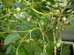 vignette Cyphomandra betacea - Tomate en arbre