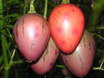 vignette Cyphomandra betacea - Tomate en arbre