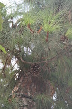 vignette pinus ... rigida