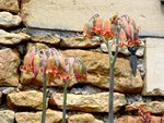 vignette Cotyledon orbiculata, hampes florales