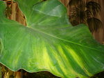 vignette philodendron giganteum