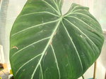 vignette philodendron gloriosum