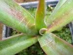 vignette yucca aloifolia