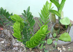 vignette Zamioculcas zamiifolia - Araceae