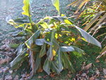 vignette feuilles de musella gelée