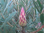 vignette protea repens (bouton de fleur)