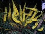 vignette Mahonia lomariifolia  / Berberidaceae  /  Yunnan