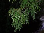 vignette Fraxinus griffithii  / Oleaceae  / Tawan