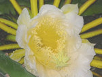 vignette hylocereus undatus: la fleur
