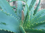 vignette Aloe arborescens (mergence d'une inflorescence)