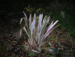 vignette phormium plant