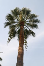 vignette washingtonia robusta