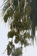 vignette washingtonia robusta