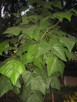 vignette Erythrina caffra