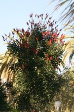 vignette erythrina humeana