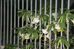 vignette brugmansia blanc