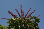 vignette Brassaia actinophylla = Schefflera actinophylla