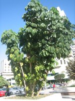 vignette Brassaia actinophylla = Schefflera actinophylla