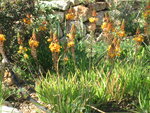 vignette Bulbine frutescens