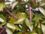 vignette Trachelospermum jasminoides
