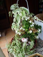 vignette Ficus benjamina 'Variegata', ficus pumila 'Variegata' & kalanchoe