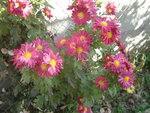 vignette chrysanthme