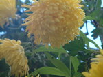 vignette chrysanthme kifkif
