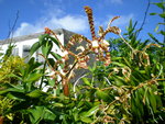 vignette orchide araigne, Arachnis Maggie Oei 'Red Ribbon'