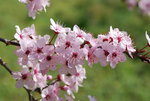 vignette Prunus en fleurs