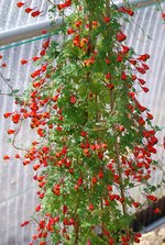 vignette Tropaeolum tricolorum