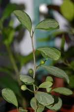 vignette Ficus deltoidea 'Variegata'