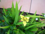 vignette iris, neomarica longifolia