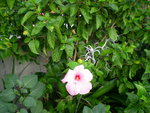 vignette Hibiscus rosa-sinensis & Hymenocallis caribaea