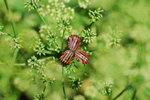 vignette Graphosoma italicum