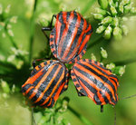 vignette Graphosoma italicum