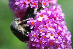 vignette Insecte sur fleur de Buddleja