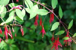 vignette Fuchsia magellanica