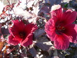 vignette Hibiscus acetosella