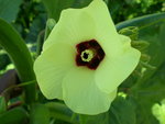 vignette hibicus, fleur de gombo